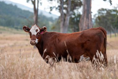 Avustralya 'da sığır çiftliğinde otlayan sığır ve dana eti. Angus ve wagyu cinsleri