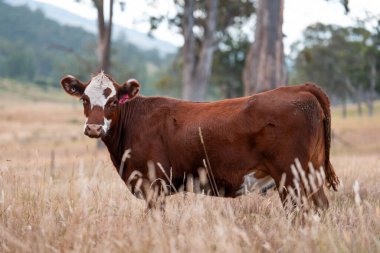 Avustralya 'da sığır çiftliğinde otlayan sığır ve dana eti. Angus ve wagyu cinsleri