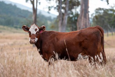 Avustralya 'daki güzel sığırlar ot yer, otlakta otlarlar. Bir tarım çiftliğinde büyüyen sığır sürüsü.. 
