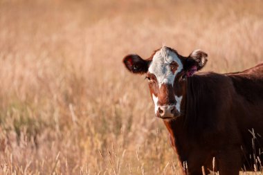 Avustralya 'daki güzel sığırlar ot yer, otlakta otlarlar. Bir tarım çiftliğinde büyüyen sığır sürüsü.. 