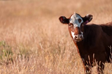 Avustralya 'daki güzel sığırlar ot yer, otlakta otlarlar. Bir tarım çiftliğinde büyüyen sığır sürüsü.. 