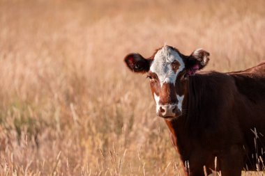 Avustralya 'da sığır çiftliğinde otlayan sığır ve dana eti. Angus ve wagyu cinsleri