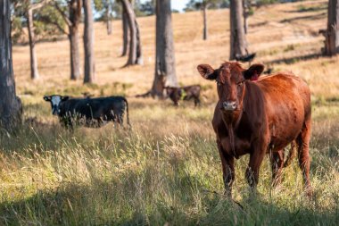Avustralya 'da sığır çiftliğinde otlayan sığır ve dana eti. Angus ve wagyu cinsleri