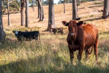 Avustralya 'da sığır çiftliğinde otlayan sığır ve dana eti. Angus ve wagyu cinsleri