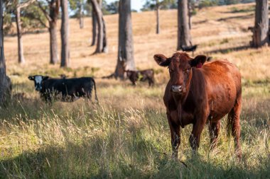 Avustralya 'daki güzel sığırlar ot yer, otlakta otlarlar. Bir tarım çiftliğinde büyüyen sığır sürüsü.. 