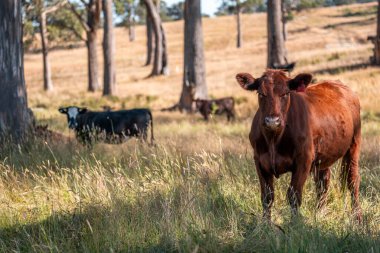 Avustralya 'da sığır çiftliğinde otlayan sığır ve dana eti. Angus ve wagyu cinsleri