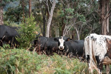 Avustralya 'daki güzel sığırlar ot yer, otlakta otlarlar. Bir tarım çiftliğinde büyüyen sığır sürüsü.. 