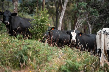 Avustralya 'daki güzel sığırlar ot yer, otlakta otlarlar. Bir tarım çiftliğinde büyüyen sığır sürüsü.. 