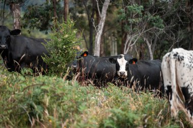 Avustralya 'da sığır çiftliğinde otlayan sığır ve dana eti. Angus ve wagyu cinsleri