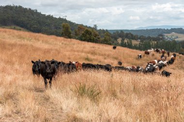 Avustralya 'da sığır çiftliğinde otlayan sığır ve dana eti. Angus ve wagyu cinsleri