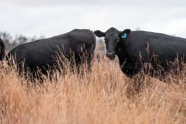 İngiltere 'de bir çiftlikte sığır eti. Baharda çayırda otlayan İngiliz sığırları. Sürdürülebilir bir çiftlikteki çayırda büyüyen yeşil çimenler.