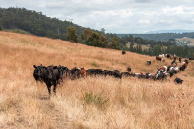 Avustralya 'daki güzel sığırlar ot yer, otlakta otlarlar. Bir tarım çiftliğinde büyüyen sığır sürüsü.. 