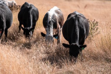 İngiltere 'de bir çiftlikte sığır eti. Baharda çayırda otlayan İngiliz sığırları. Sürdürülebilir bir çiftlikteki çayırda büyüyen yeşil çimenler.