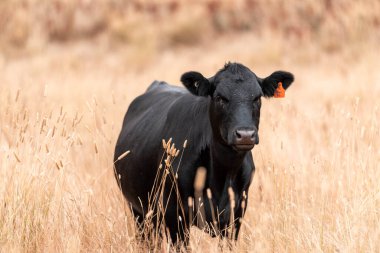 İngiltere 'de bir çiftlikte sığır eti. Baharda çayırda otlayan İngiliz sığırları. Sürdürülebilir bir çiftlikteki çayırda büyüyen yeşil çimenler.