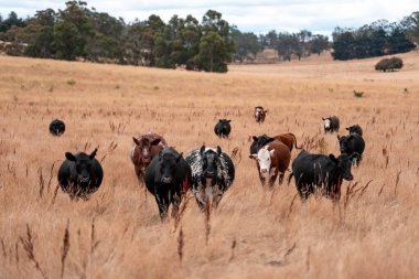 İngiltere 'de bir çiftlikte sığır eti. Baharda çayırda otlayan İngiliz sığırları. Sürdürülebilir bir çiftlikteki çayırda büyüyen yeşil çimenler.