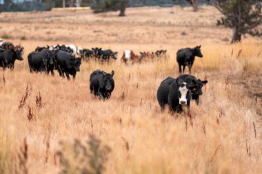 İngiltere 'de bir çiftlikte sığır eti. Baharda çayırda otlayan İngiliz sığırları. Sürdürülebilir bir çiftlikteki çayırda büyüyen yeşil çimenler.