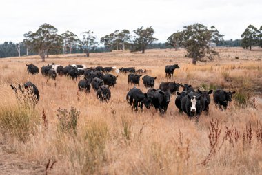 İngiltere 'de bir çiftlikte sığır eti. Baharda çayırda otlayan İngiliz sığırları. Sürdürülebilir bir çiftlikteki çayırda büyüyen yeşil çimenler.