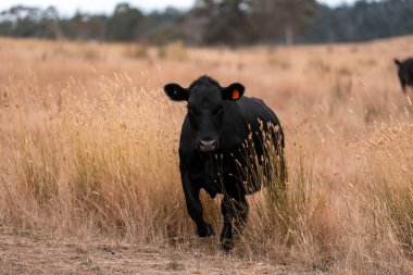 İngiltere 'de bir çiftlikte sığır eti. Baharda çayırda otlayan İngiliz sığırları. Sürdürülebilir bir çiftlikteki çayırda büyüyen yeşil çimenler.