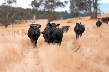 İngiltere 'de bir çiftlikte sığır eti. Baharda çayırda otlayan İngiliz sığırları. Sürdürülebilir bir çiftlikteki çayırda büyüyen yeşil çimenler.