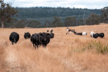 İngiltere 'de bir çiftlikte sığır eti. Baharda çayırda otlayan İngiliz sığırları. Sürdürülebilir bir çiftlikteki çayırda büyüyen yeşil çimenler.