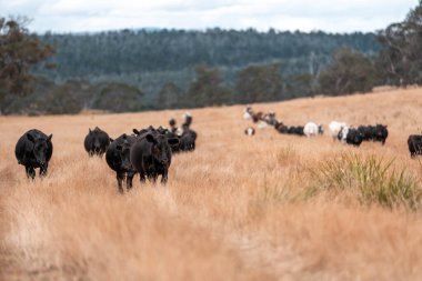 İngiltere 'de bir çiftlikte sığır eti. Baharda çayırda otlayan İngiliz sığırları. Sürdürülebilir bir çiftlikteki çayırda büyüyen yeşil çimenler.