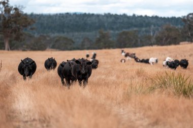 İngiltere 'de bir çiftlikte sığır eti. Baharda çayırda otlayan İngiliz sığırları. Sürdürülebilir bir çiftlikteki çayırda büyüyen yeşil çimenler.