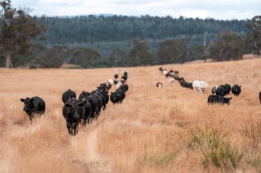 İngiltere 'de bir çiftlikte sığır eti. Baharda çayırda otlayan İngiliz sığırları. Sürdürülebilir bir çiftlikteki çayırda büyüyen yeşil çimenler.