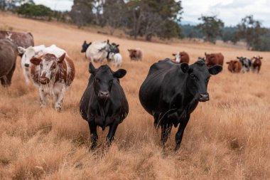 İngiltere 'de bir çiftlikte sığır eti. Baharda çayırda otlayan İngiliz sığırları. Sürdürülebilir bir çiftlikteki çayırda büyüyen yeşil çimenler.