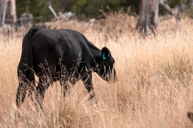 İngiltere 'de bir çiftlikte sığır eti. Baharda çayırda otlayan İngiliz sığırları. Sürdürülebilir bir çiftlikteki çayırda büyüyen yeşil çimenler.