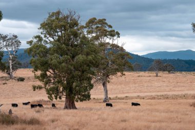 Yenilenebilir tarım çiftliğinde büyüyen çayırlar ve otlar. İlkbaharda Avustralya 'da karbon depolayan yerel bitkiler