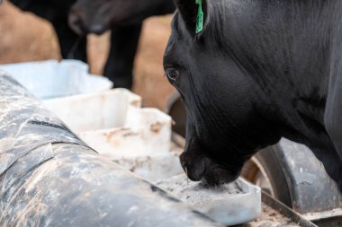 İngiltere 'de bir çiftlikte sığır eti. Baharda çayırda otlayan İngiliz sığırları. Sürdürülebilir bir çiftlikteki çayırda büyüyen yeşil çimenler.