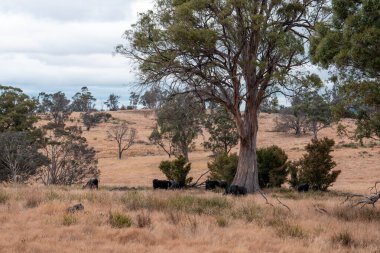 Yenilenebilir tarım çiftliğinde büyüyen çayırlar ve otlar. İlkbaharda Avustralya 'da karbon depolayan yerel bitkiler
