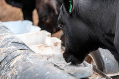 İngiltere 'de bir çiftlikte sığır eti. Baharda çayırda otlayan İngiliz sığırları. Sürdürülebilir bir çiftlikteki çayırda büyüyen yeşil çimenler.