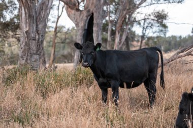 İngiltere 'de bir çiftlikte sığır eti. Baharda çayırda otlayan İngiliz sığırları. Sürdürülebilir bir çiftlikteki çayırda büyüyen yeşil çimenler.