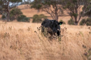 Yenilenebilir tarım çiftliğinde büyüyen çayırlar ve otlar. İlkbaharda Avustralya 'da karbon depolayan yerel bitkiler