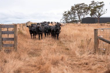 İngiltere 'de bir çiftlikte sığır eti. Baharda çayırda otlayan İngiliz sığırları. Sürdürülebilir bir çiftlikteki çayırda büyüyen yeşil çimenler.