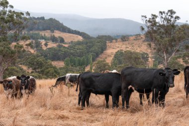 İngiltere 'de bir çiftlikte sığır eti. Baharda çayırda otlayan İngiliz sığırları. Sürdürülebilir bir çiftlikteki çayırda büyüyen yeşil çimenler.