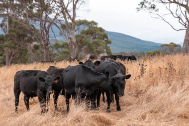 İngiltere 'de bir çiftlikte sığır eti. Baharda çayırda otlayan İngiliz sığırları. Sürdürülebilir bir çiftlikteki çayırda büyüyen yeşil çimenler.