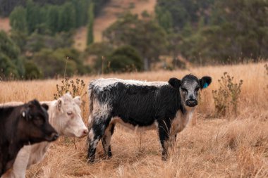 İngiltere 'de bir çiftlikte sığır eti. Baharda çayırda otlayan İngiliz sığırları. Sürdürülebilir bir çiftlikteki çayırda büyüyen yeşil çimenler.