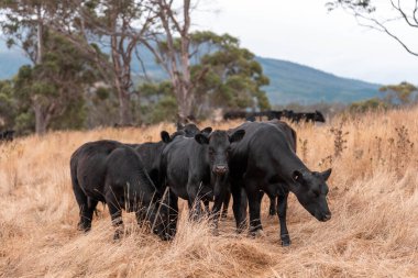 İngiltere 'de bir çiftlikte sığır eti. Baharda çayırda otlayan İngiliz sığırları. Sürdürülebilir bir çiftlikteki çayırda büyüyen yeşil çimenler.