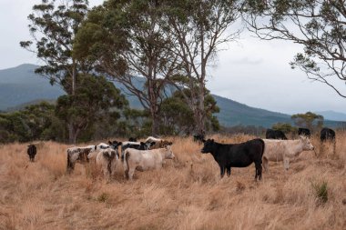 İngiltere 'de bir çiftlikte sığır eti. Baharda çayırda otlayan İngiliz sığırları. Sürdürülebilir bir çiftlikteki çayırda büyüyen yeşil çimenler.