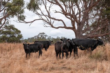İngiltere 'de bir çiftlikte sığır eti. Baharda çayırda otlayan İngiliz sığırları. Sürdürülebilir bir çiftlikteki çayırda büyüyen yeşil çimenler.