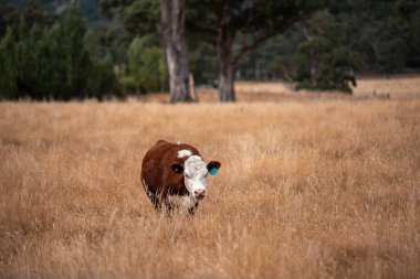 İngiltere 'de bir çiftlikte sığır eti. Baharda çayırda otlayan İngiliz sığırları. Sürdürülebilir bir çiftlikteki çayırda büyüyen yeşil çimenler.