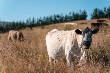 İngiltere 'de bir çiftlikte sığır eti. Baharda çayırda otlayan İngiliz sığırları. Sürdürülebilir bir çiftlikteki çayırda büyüyen yeşil çimenler.