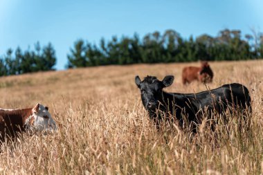 Yenilenebilir tarım çiftliğinde büyüyen çayırlar ve otlar. İlkbaharda Avustralya 'da karbon depolayan yerel bitkiler