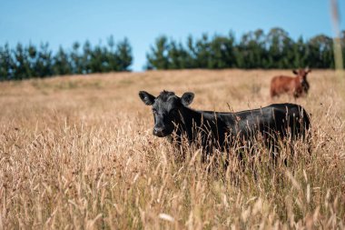 Yenilenebilir tarım çiftliğinde büyüyen çayırlar ve otlar. İlkbaharda Avustralya 'da karbon depolayan yerel bitkiler