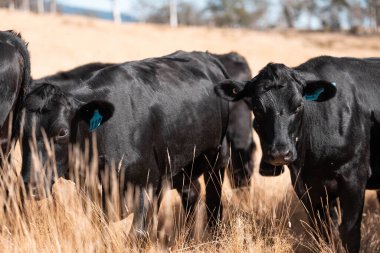 Yenilenebilir tarım çiftliğinde büyüyen çayırlar ve otlar. İlkbaharda Avustralya 'da karbon depolayan yerel bitkiler