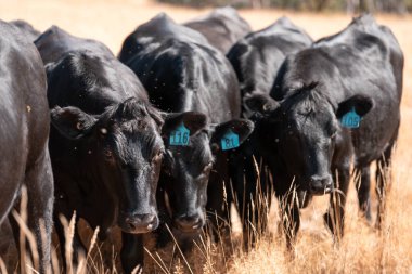 İngiltere 'de bir çiftlikte sığır eti. Baharda çayırda otlayan İngiliz sığırları. Sürdürülebilir bir çiftlikteki çayırda büyüyen yeşil çimenler.