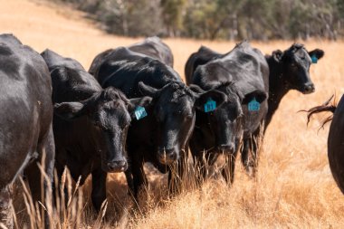 İngiltere 'de bir çiftlikte sığır eti. Baharda çayırda otlayan İngiliz sığırları. Sürdürülebilir bir çiftlikteki çayırda büyüyen yeşil çimenler.