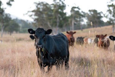 İngiltere 'de bir çiftlikte sığır eti. Baharda çayırda otlayan İngiliz sığırları. Sürdürülebilir bir çiftlikteki çayırda büyüyen yeşil çimenler.